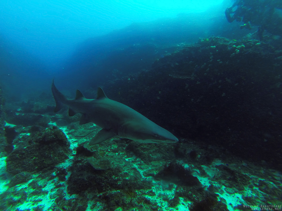 Requin taureau