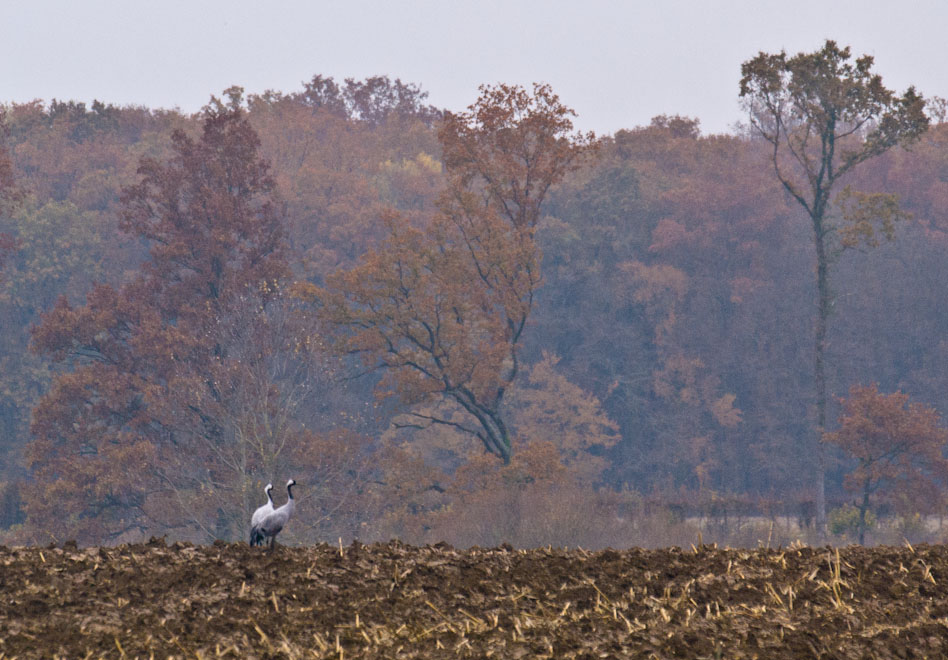 Grues d'automne