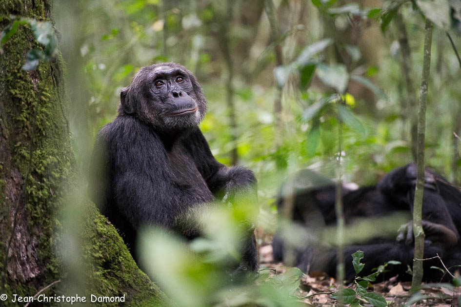 Chimpanzé rêveur