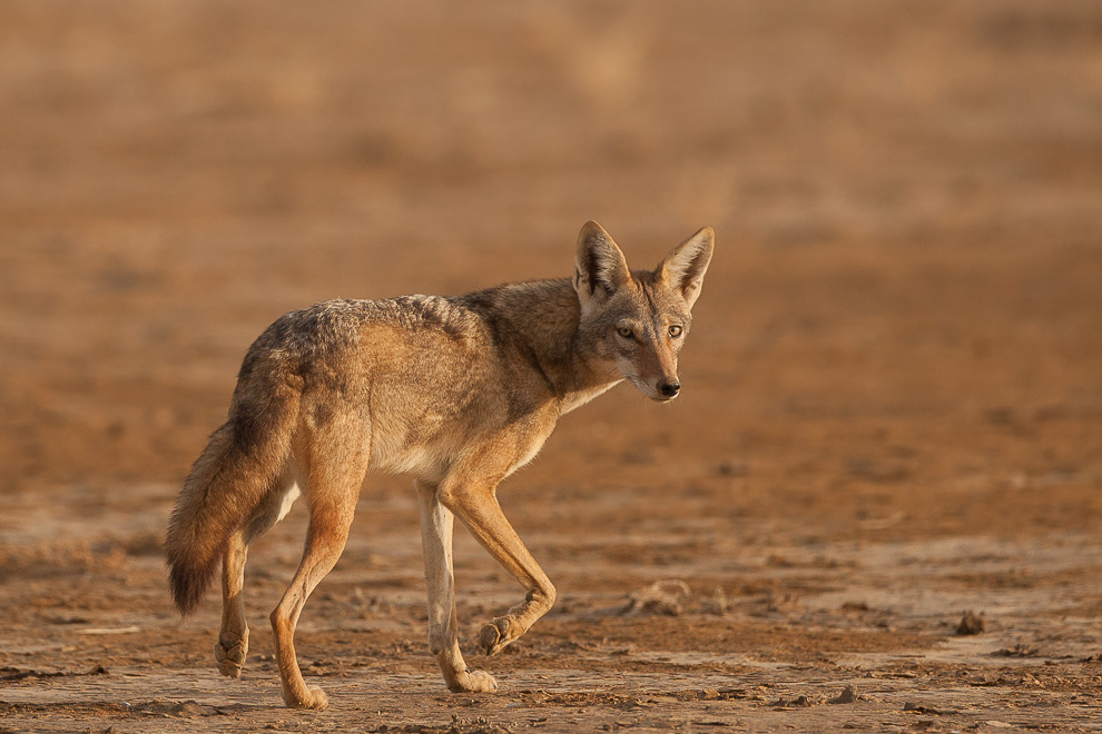 Loup d'Afrique au Sénégal