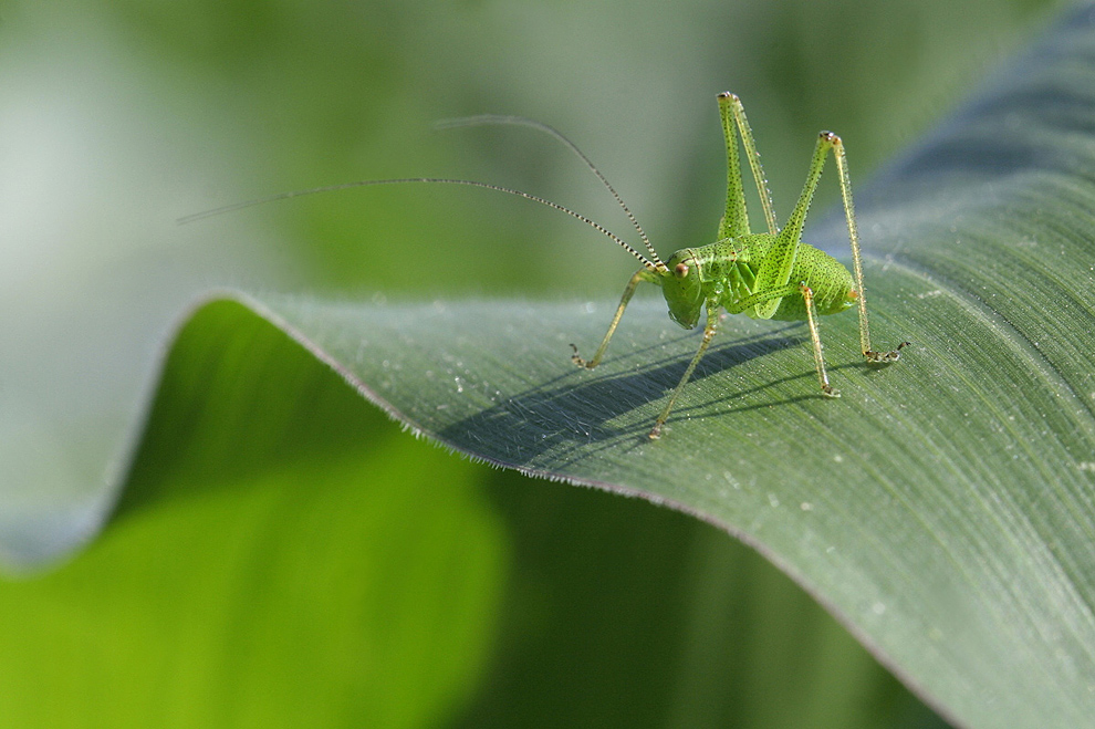 Ephippigère