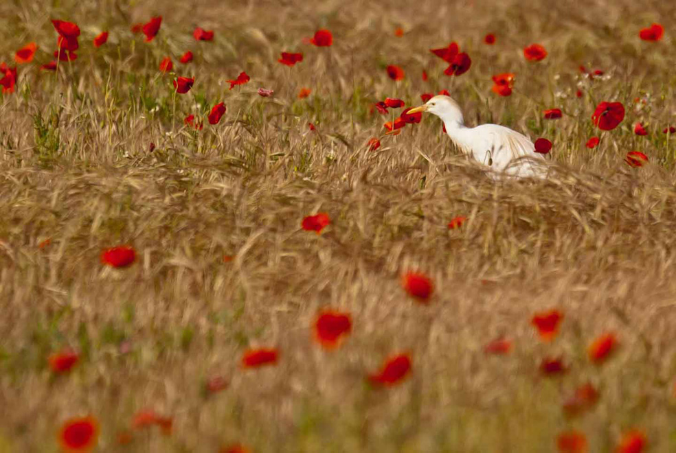 Garde coquelicots