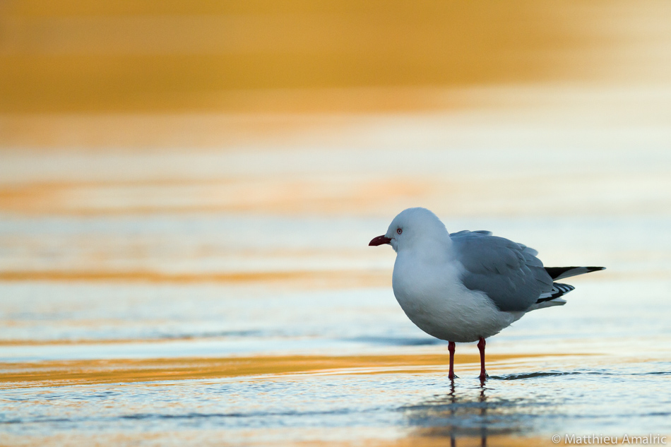 Mouette scopuline, NZ2014