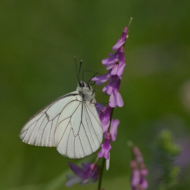 Le blanc