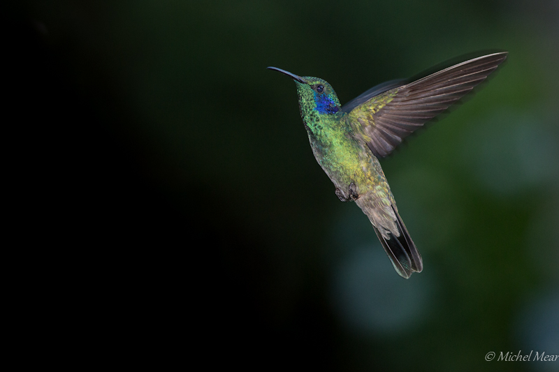 Colibri thalassin - Trogon lodge - Costa Rica