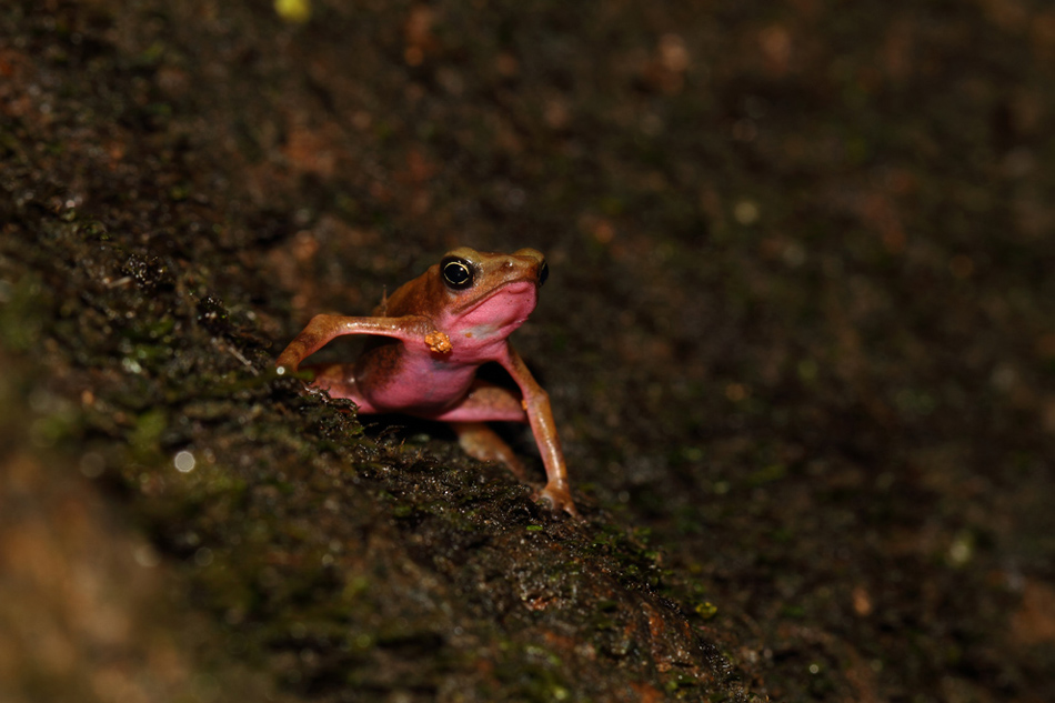 L'atélope de Guyane