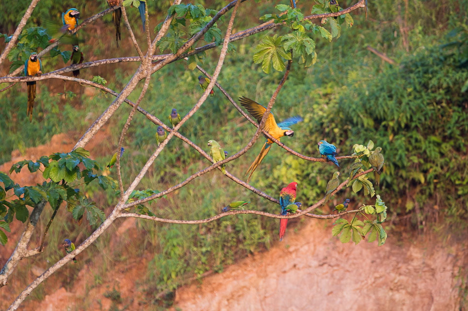 Tambopata, Amazonie péruvienne