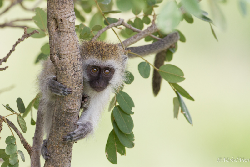 Singe vervet - Tarangire