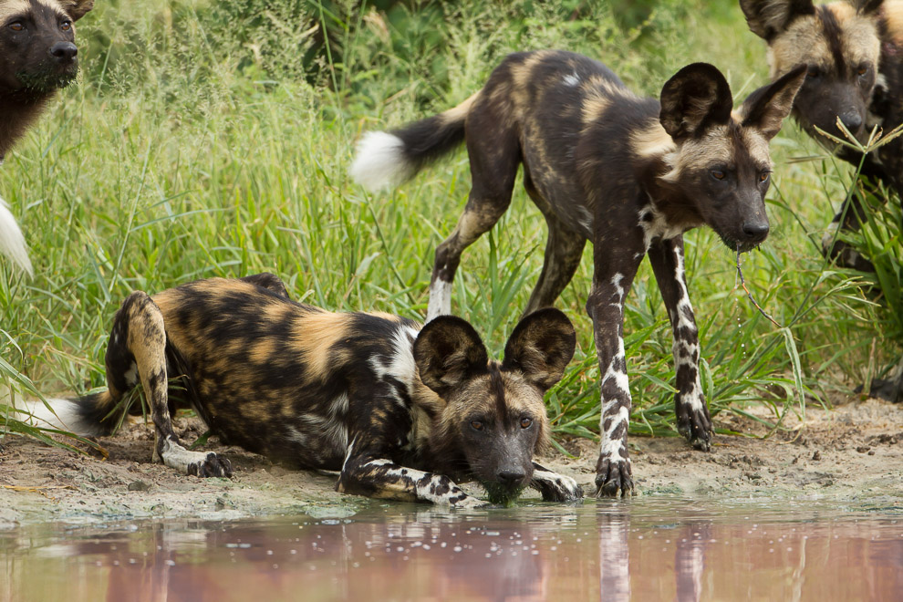 L'eau du Kalahari