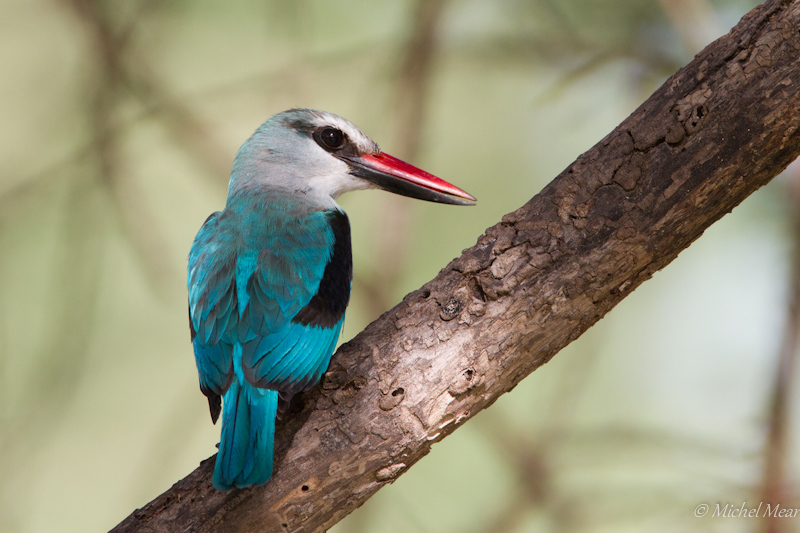 Martin chasseur - Tarangire