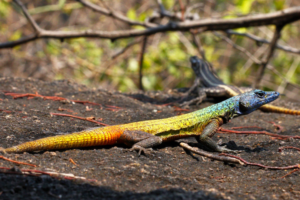 Platysaurus broadleyi