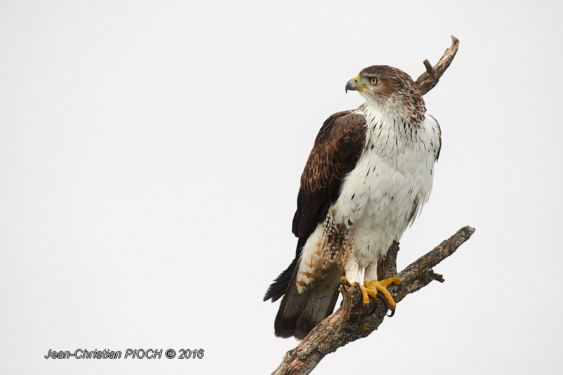 Aigle de Bonelli