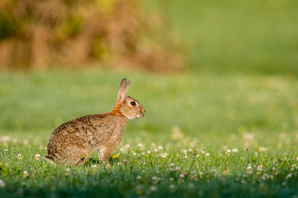 Lapin de Garenne